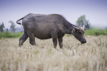 Obraz premium Buffalo walk over the field go back home. Original agriculture use buffalo plow the field.