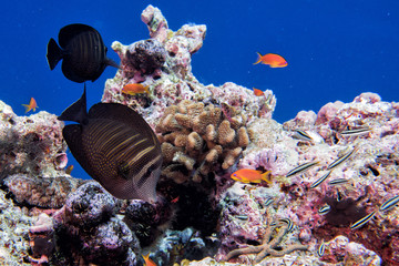 Fototapeta na wymiar Maldives corals and Fish underwater panorama