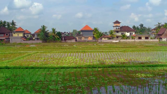 Attractive, modern housing fronting the shallow, stagnant water of green rice paddies on a plantation in Ubud, Bali, Indonesia. Footage 1920x1080