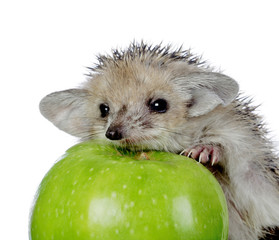 little hedgehog and green apple