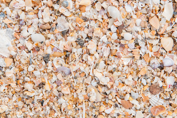 Sea shells on the beach.