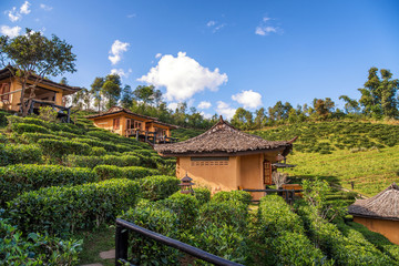 Fototapeta na wymiar beautiful green tea field at doi mea salong , Chiang rai , Thail