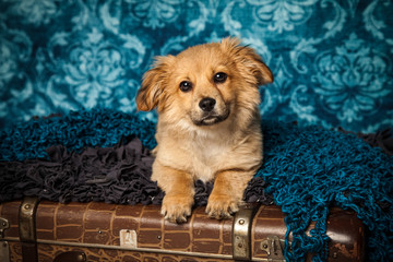 pelziger Hund