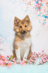 Shetland sheepdog puppy sitting on a soft flower background
