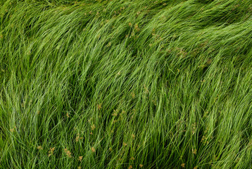 Nut grass, Purple nutsedge, Nutsedge, Cocograss