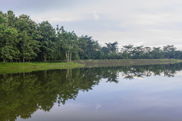 Naklejka na ściany i meble Forest background with reflection in the lake