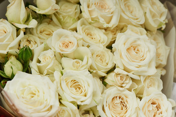 rose creamy texture . Close, close-up, a whole bunch of top