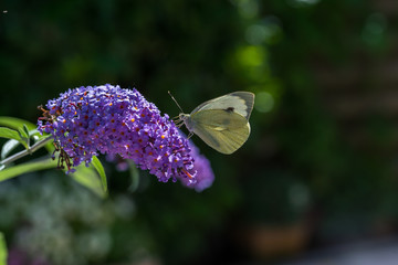 A brimstone butterfly on Lilac flower.