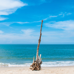 Fototapeta premium Deadwood on the beach.