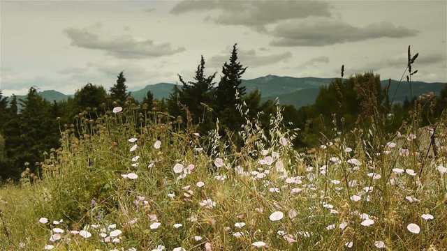 Wild herbs at Gignac, Languedoc France