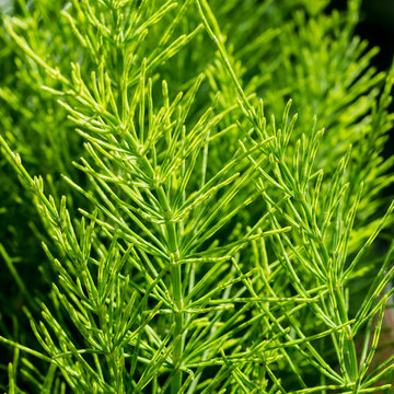 Horsetail Grass Mass