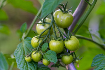 Green tomatoes. Agriculture concept.