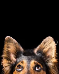 Wall murals Dog Close up of Black and brown mix breed dog or canine face looking up with big eyes and perky ears while curious interested adorable cute watching patient wanting hungry focused begging wishing hoping