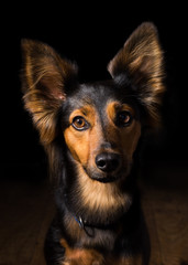 Black and brown mix breed dog canine with perky ears sitting on wooden floor in dark isolated looking froward watching waiting listening paying attention patient obedient alone lonely sad quiet