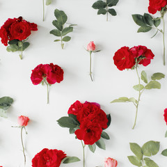 red roses on white background. flat lay, top view