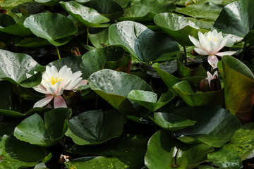 Pale pink water lilies among leaves