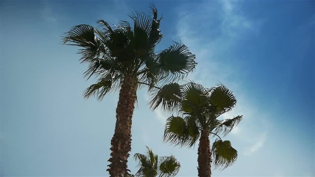 Palm trees at Cote D'Azur France