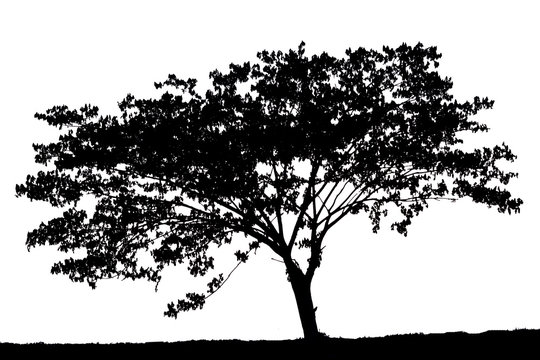 a tree silhouette
