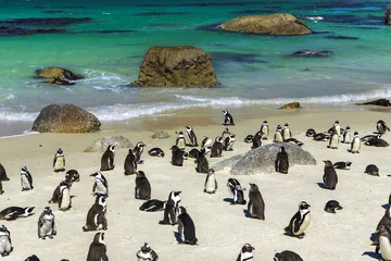 Fototapete Rund Republic of South Africa. Simon's Town near Cape Town, Foxy Beach. Boulders Penguin Colony - The Africans Penguins (Spheniscus demersus, also known as Jackass Penguin and Black-footed Penguin) © WitR
