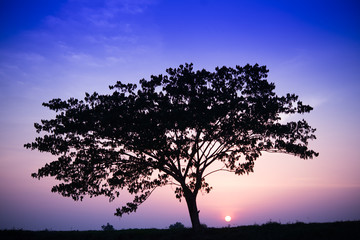 Sunset with tree silhouette