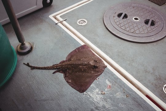 Close-up of ray fish