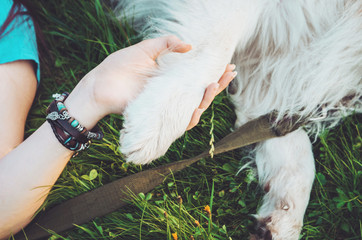 Friendship between human and animal, dog give woman paw, handshake. Hipster girl, her pet - Best...