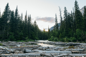 Dam on river in forest, Glacier National Park, Montana