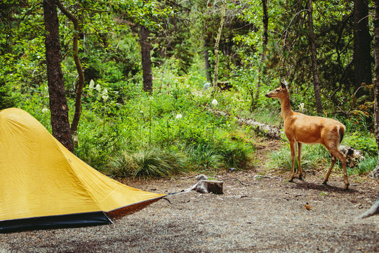 Deer by tent in forest, Glacier National Park, Montana