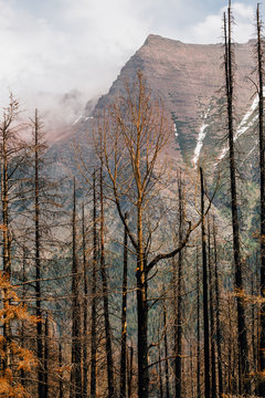 Burnt trees in aftermath of forest fire, Glacier National Park, Montana