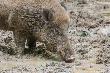 Portrait von einem Wildschwein 
