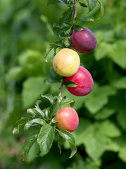 Ripe and tasty plums on the tree in the garden