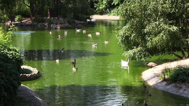 Mallard Ducks and Goose Swimming in the Lake with Green Water