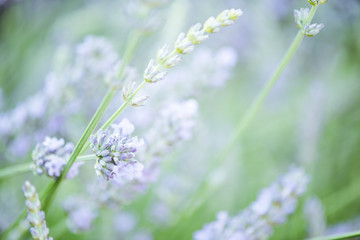 Obraz na płótnie Canvas blurred lavender in field