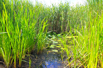 Obraz premium Aquatic plants in a swamp