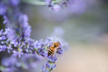 Bee on lavender taking nectar and pollen