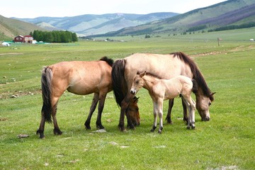 Obraz premium Many horses in Gorkhi-Terelj National Park at Ulaanbaatar , Mongolia