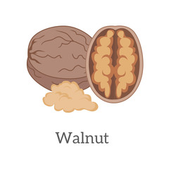 Walnut Vector Illustration in Flat Style Design  