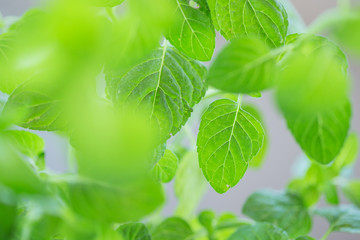 Mint leaves 