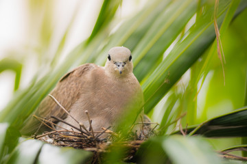 Dove bird sitting in the nest on a palm tree