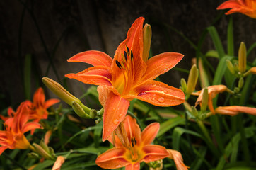 beautiful lily flower garden