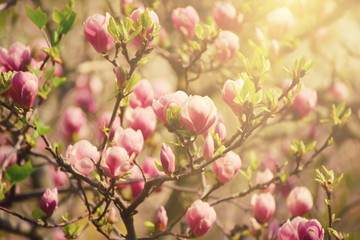Blossoming of magnolia flowers in spring time, sunny vintage floral background