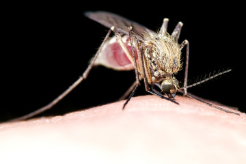 Mosquito Sucking Blood. Close-up on a Black Background
