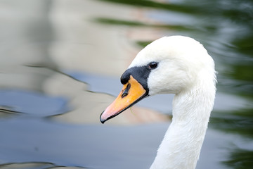 Obraz premium Head Of White Mute Swans On The Pond