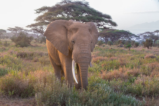 Elephant in Amboseli national park in Kenya.
