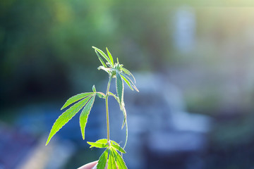 Marijuana Plant Budding Outdoors at Sunset