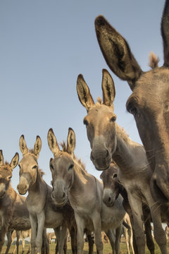 Herd of wild donkeys with funny faces