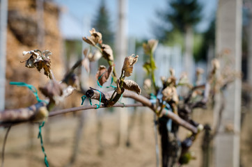 dry vineyard plant