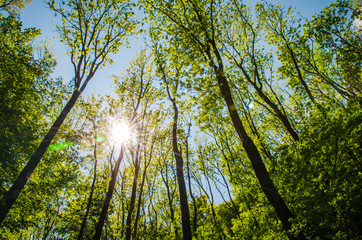 sunset in the forest