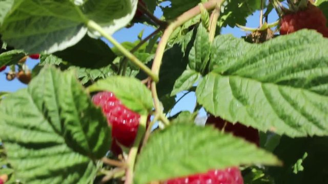 The branches with ripe raspberry berries in July