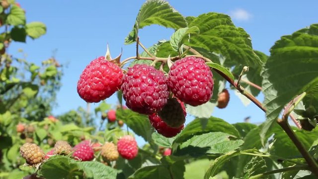 The branches with ripe raspberry berries against the blue sky